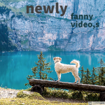 New Funny Video funny clip|funny dogs video|funny husky videos|funny prank videos.