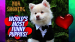 WORLD´S MOST FUNNY PUPPIES