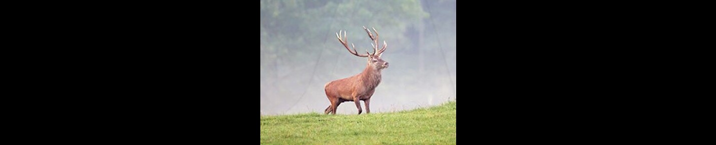 King of Forest