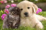 Best funny cats and dogs videos❤️❤️❤️