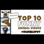 Amazing Pet Videos