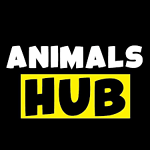 THE ANIMALS HUB