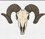 Goatbone Underjaw