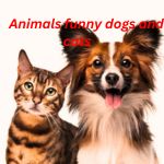 animals funny dogs and cats