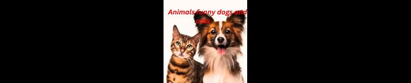 animals funny dogs and cats