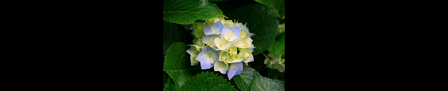 bulbula re bulbula