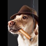 Smoking_Dog