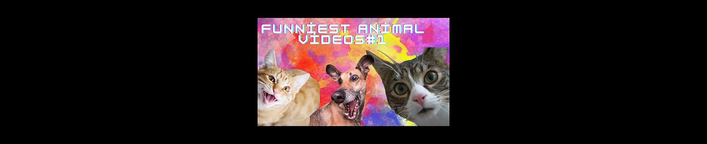 Funny animals video all time