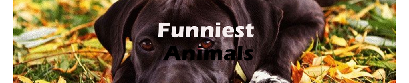 Funniest Animals