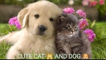 Cute cat and dog