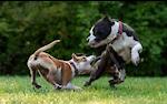 Funny dogs playing