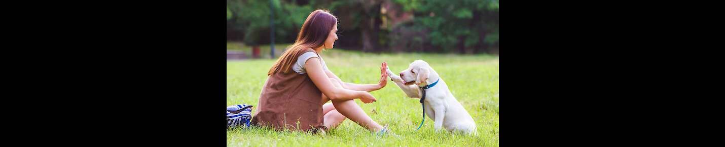 Puppies trainning