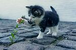 Cute kitten videos