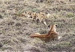 Seen on Africa Safari | Africa wildlife