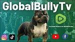 GlobalBullyTv - The #1 Source for Bully Breeds.