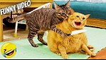 funny animals video channel