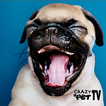 Laugh non-stop with Crazy Pet TV: the home of the funniest pet videos.