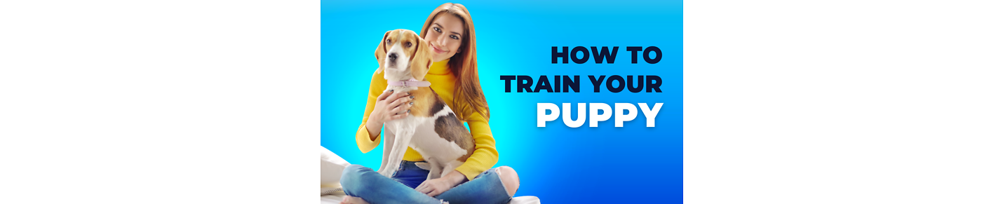 Train your puppy