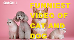 funniest animal 2023 - funniest cat and dog