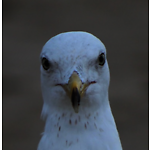 The Chubby Seagull