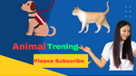 Animal Trening