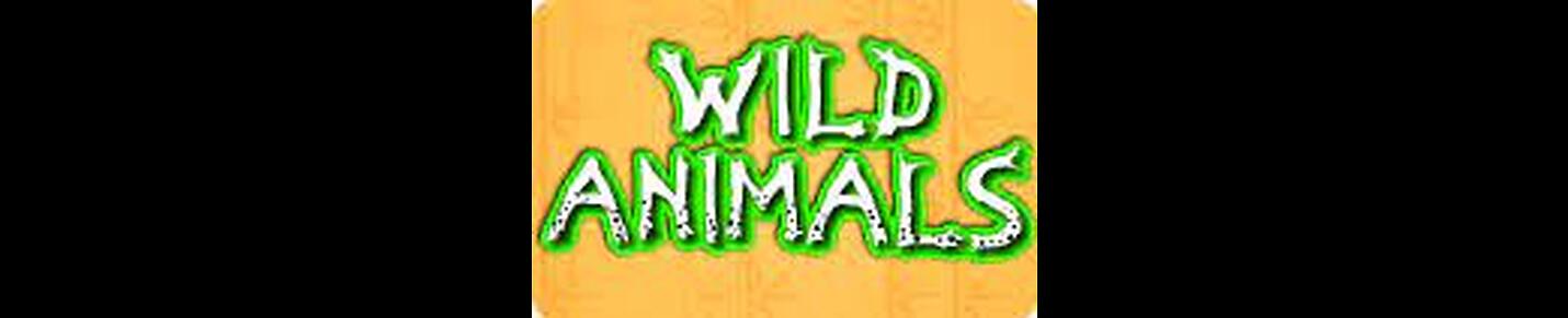 Animals videos