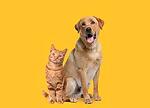 Cat & Dog