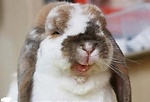 Happy Rabbit