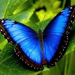Blue Butterfly and Shots