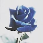 Weissblaue Rose