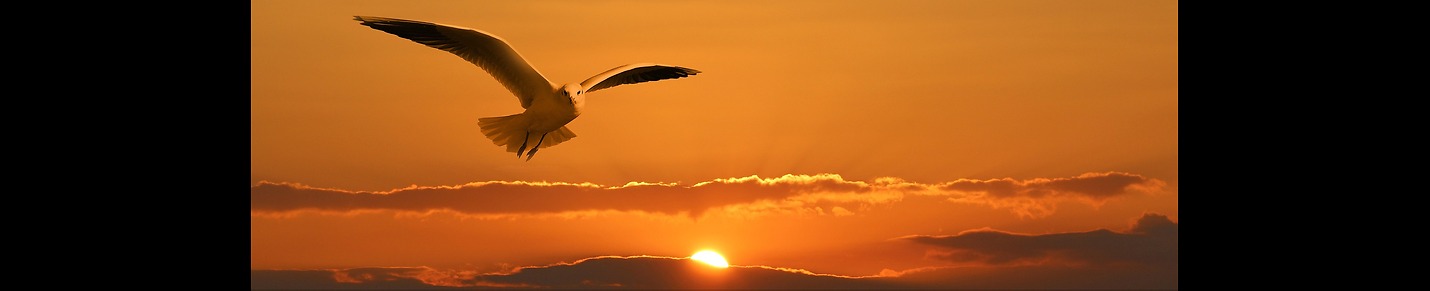 "Wildlife Chronicles: Unveiling the Untamed World"