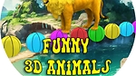 Animals Videos