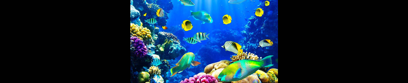 The Underwater World