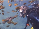 Scuba Diving Florida with Papa