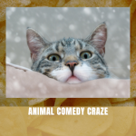 Animal Comedy Craze