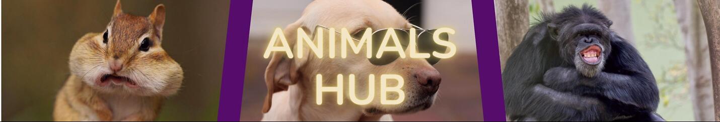 Animals Hub