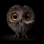 Owls are birds from the order Strigiformes, which includes over 200 species of mostly solitary and nocturnal birds of prey typified by an upright stance, a large, broad head, binocular vision, binaural hearing, sharp talons, and feathers adapted for silen