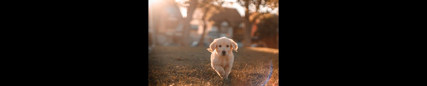 Paws and Feathers