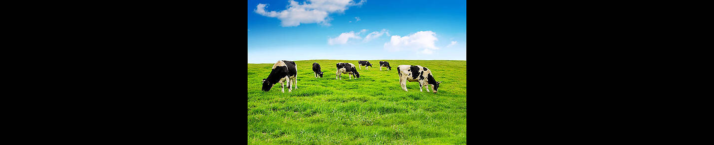 Al-Qasim Livestock Farm