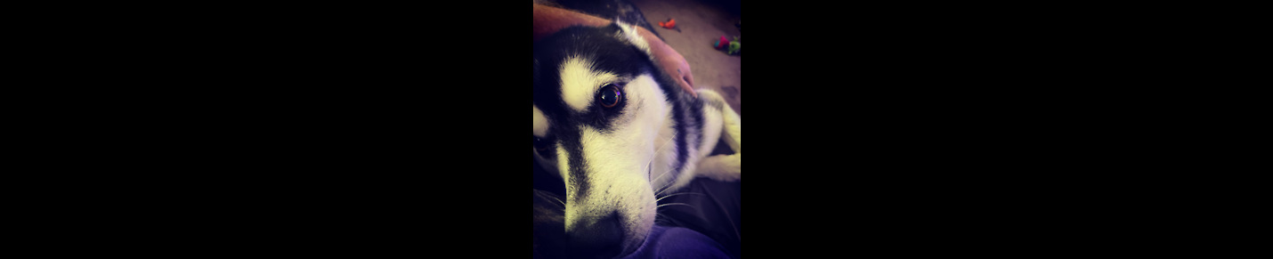 Freya the Husky dog