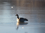 Birding Adventures!