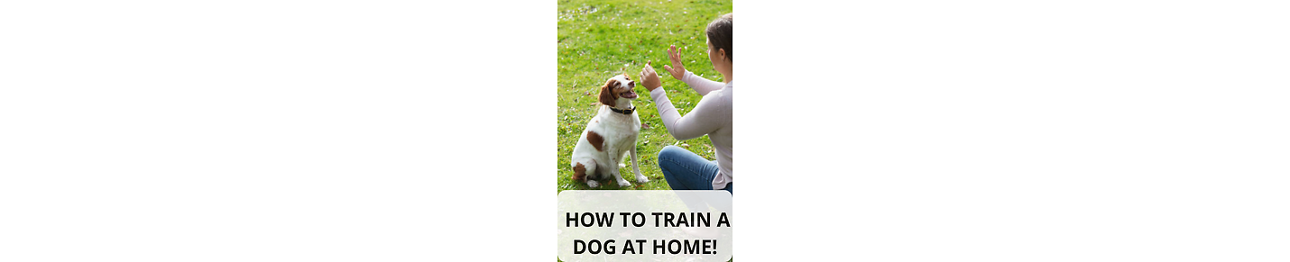 Dog life and training
