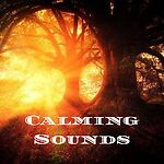 Calming Ambient Sounds | Rain Sounds | White Noise | Black Screen | Ambiance