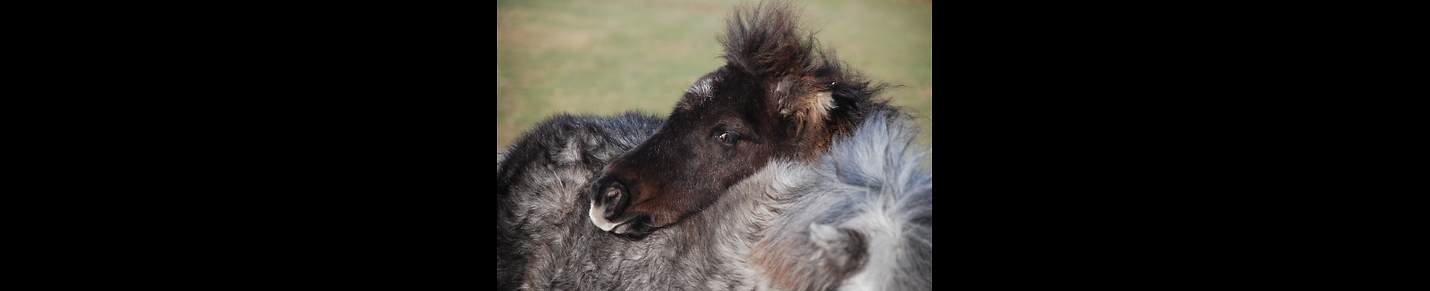 Dartmoor Hill Ponies Now in Photo books and video