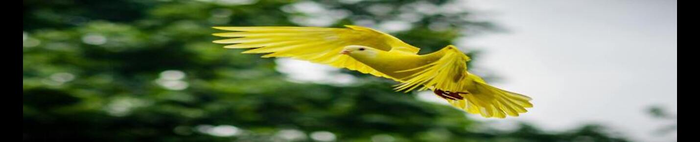 Beautiful and cute birds