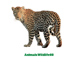 AnimalsWildlife88 has natures, natural scenery, birds, fishing, wildlife, pet animals video etc.