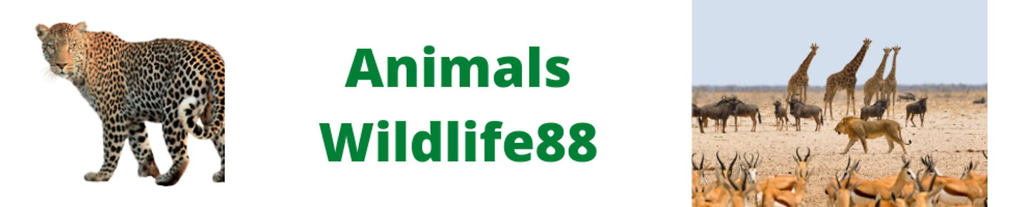 AnimalsWildlife88 has natures, natural scenery, birds, fishing, wildlife, pet animals video etc.