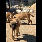 LobbFarmsMastiffs