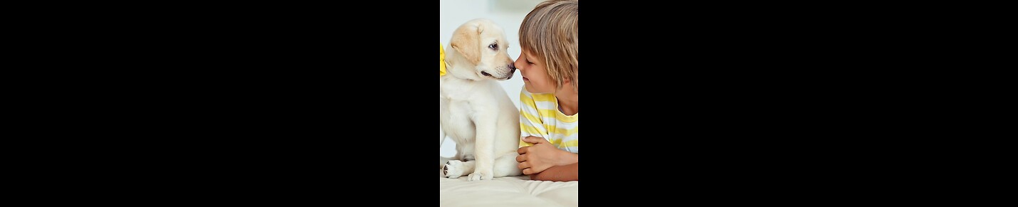 Pets and dog    child  funny video