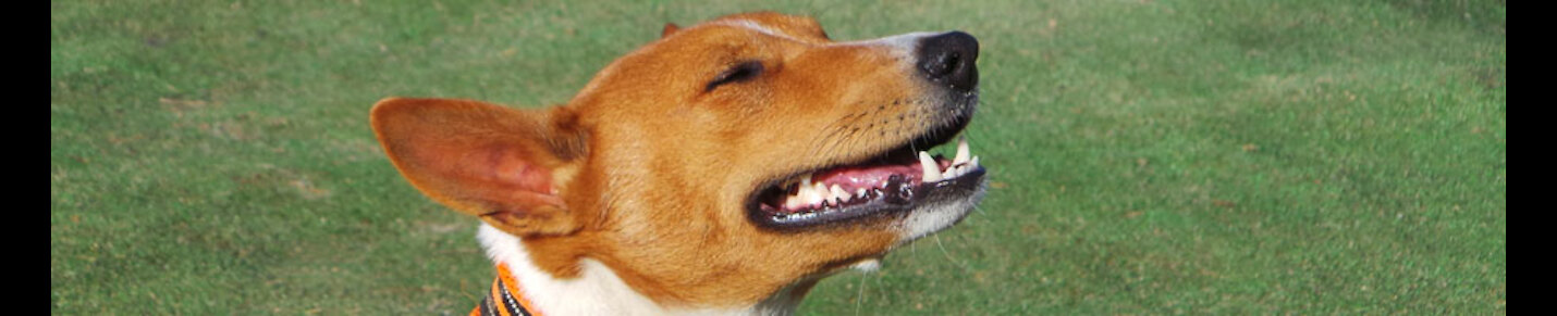 cheerful silent dog basenji! )